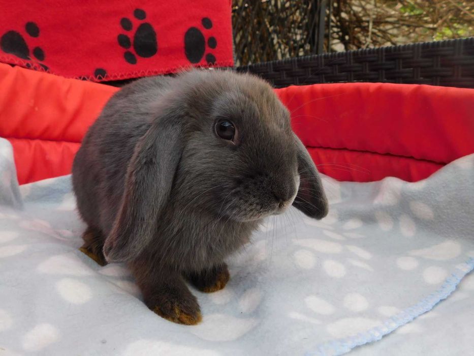 Baranki   niebieskie i niebiesko - biała mini lop samiczka