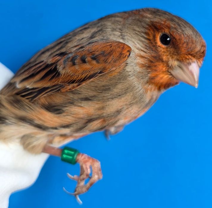 Клітки для канарок