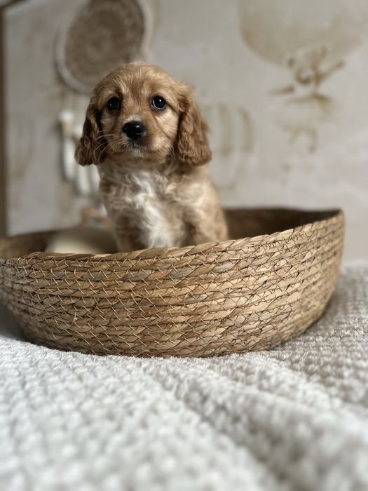 Śliczna suczka Cavapoo