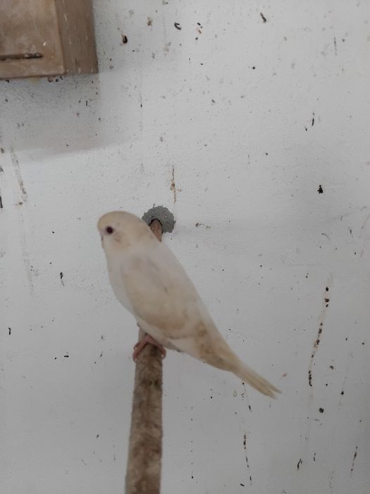 Vendo ou  troco por outras aves no meu interesse