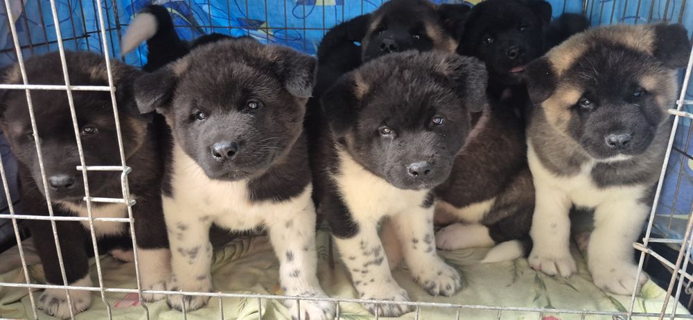 Щенята Акітосики