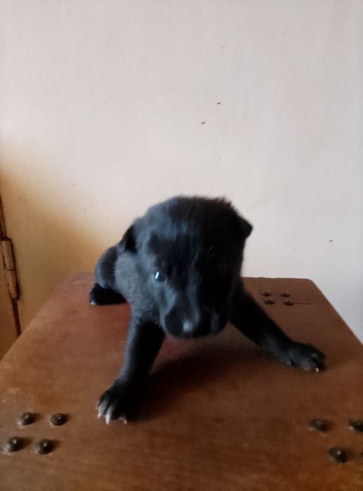 Віддам безкоштовно