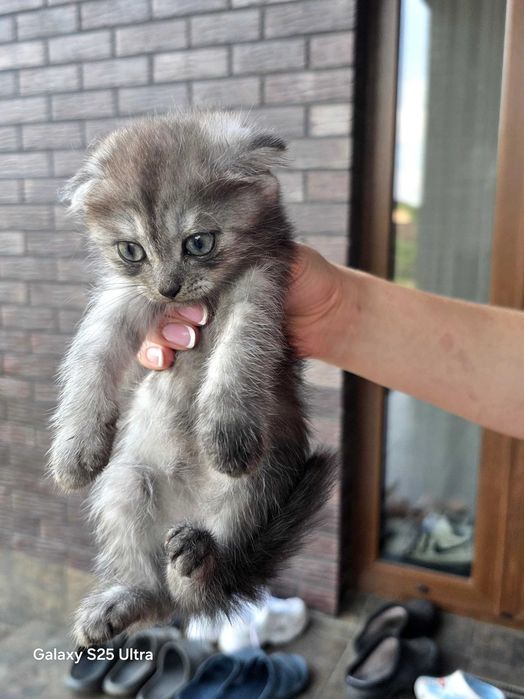 Кошенята  шиншилки