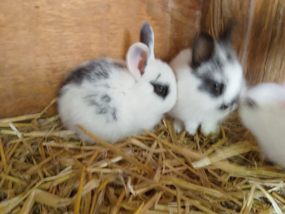Króliki miniaturki króliczki miniaturki
