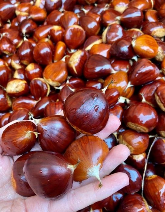 Castanha graúdas