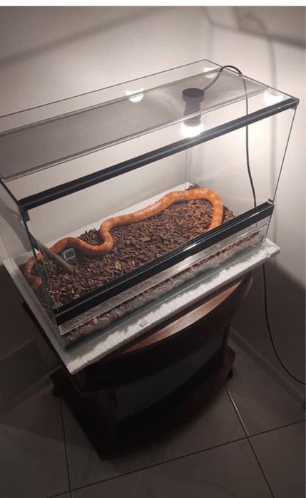 Террариум на заказ для: эублефара, паука, рептилий и др.: 1 300 грн ...