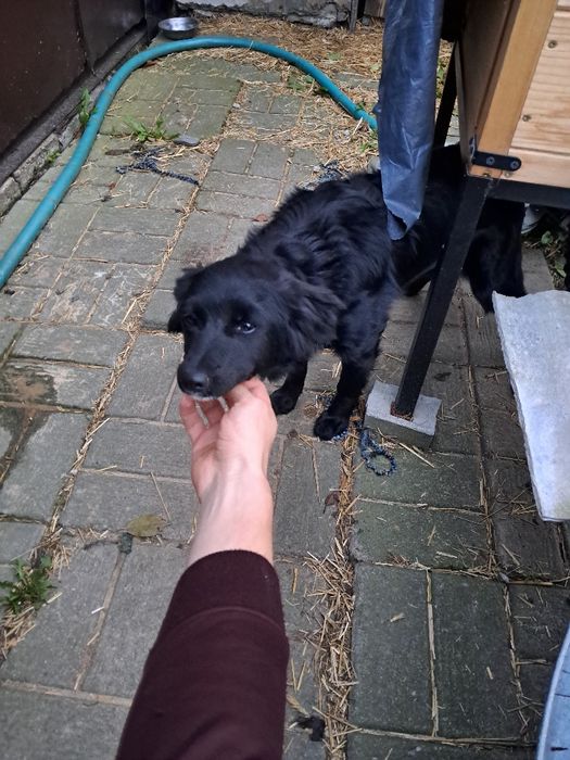 Oddam psa 5 miesięcy bez karty adopcyjnej