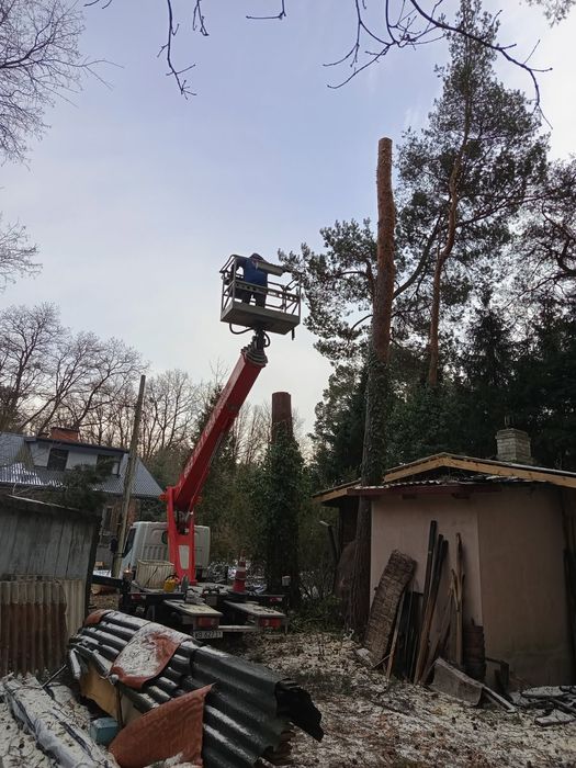 Wycinka drzew czyszczenie działek koszenie