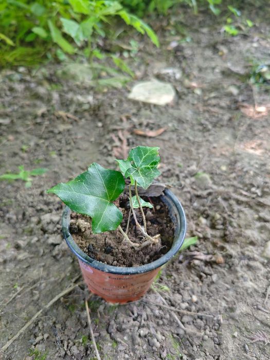 Bluszcz leśny, hedera Helios sadzonki