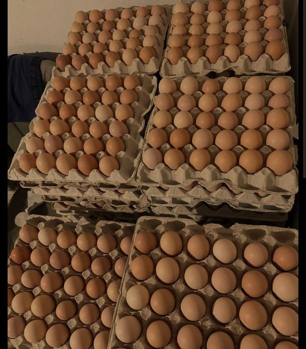 яйця курячі оптом