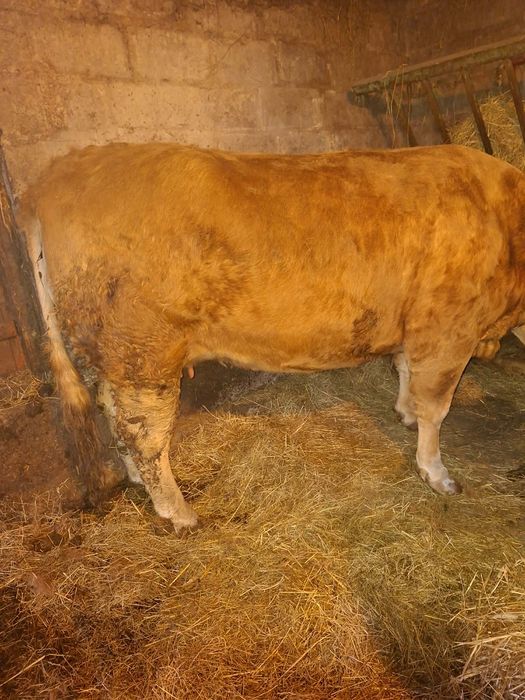 Sprzedam krowę limousine