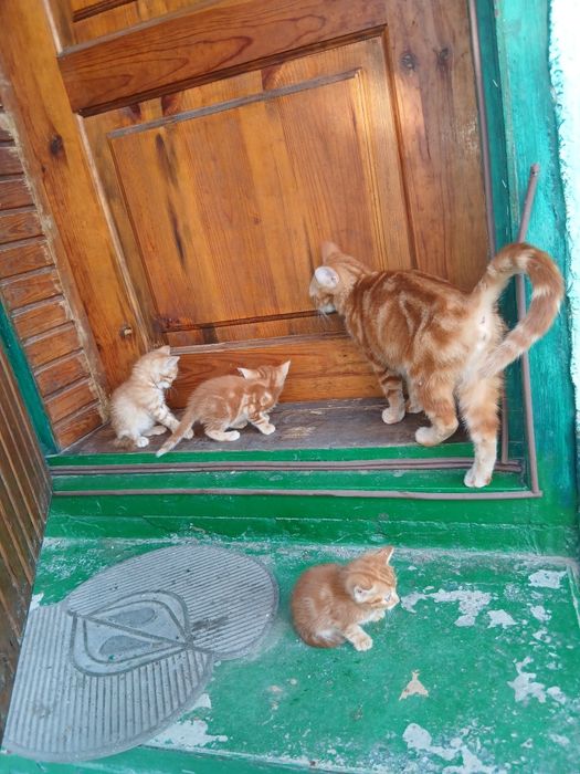 Отдам котят в добрые руки