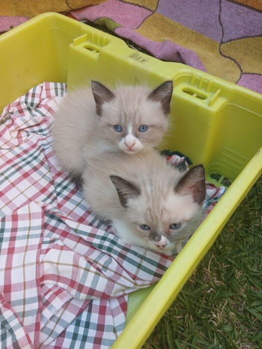 Dou 1 gatinho e 3 gatinhas siameses com 1 mês e meio