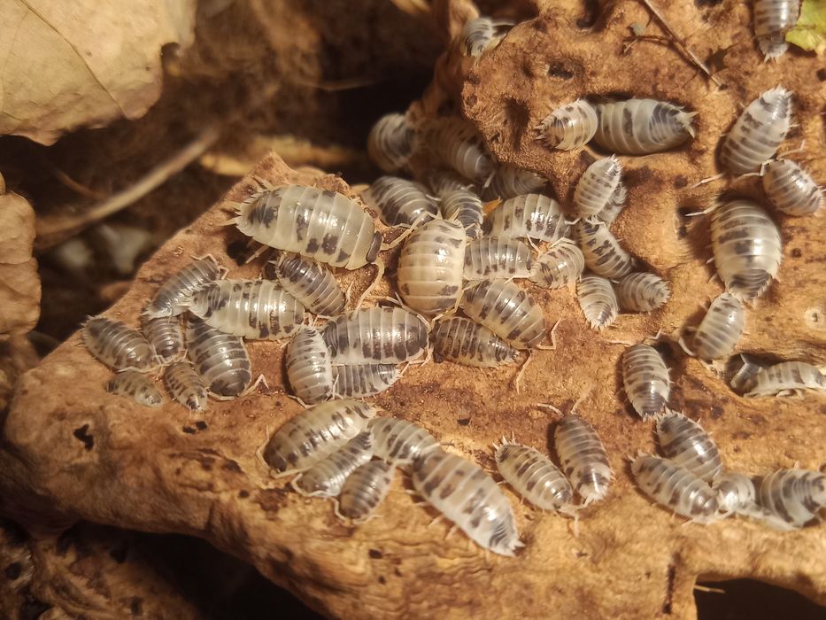 Isopody - porcellio laevis
