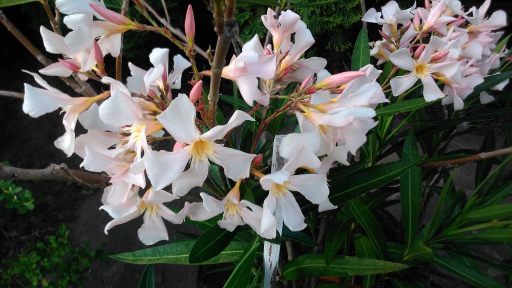 Oleandry- rośliny, krzewy ogrodowe