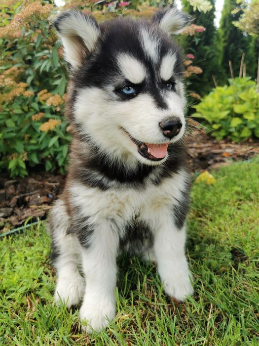 Szczeniaki Syberian Husky ur 25.05  gotowe do odbioru!