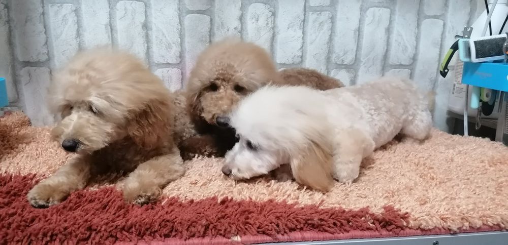 Різні окраси Той пудель,, мальтіпу з Чернівців