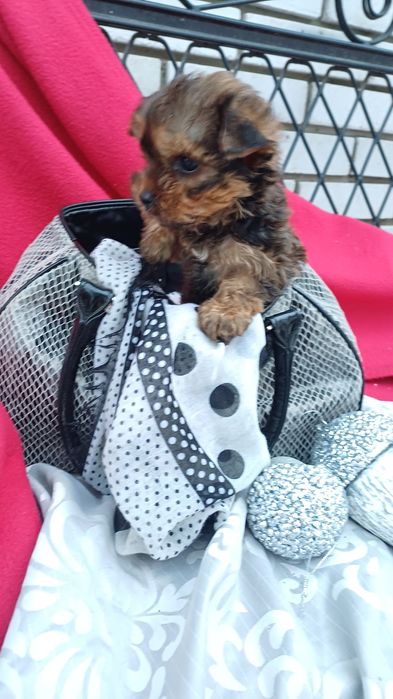Міні дівчинка -йоркширський тер'єр.