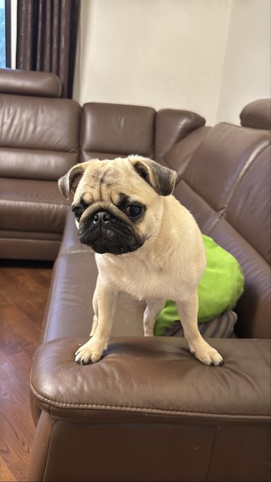 Продам песика. Мопс, дівчинка.