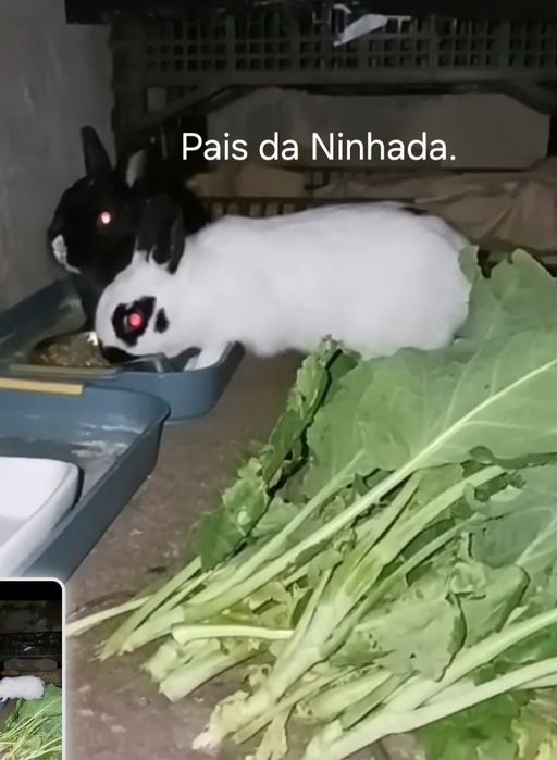Coelhos Mini Holandês