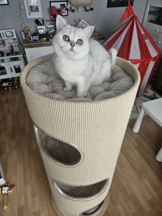 Td3 td-3 rufi drapaki wieża premium drapak dla kota