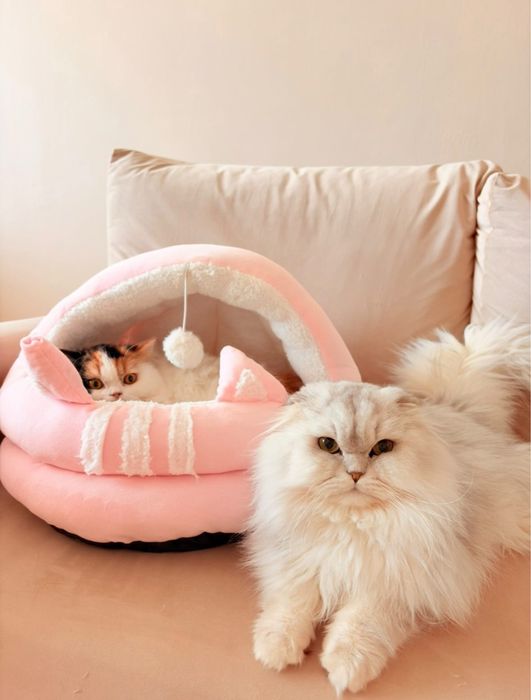 Kot szkocki zwisłouchy długowłosy / scottish fold - PZF/WCF