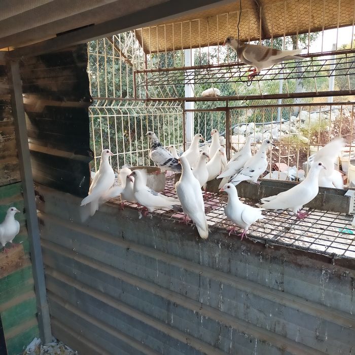 Pombos   brancos