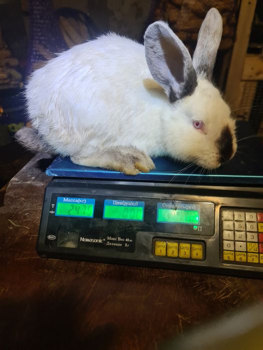 Кролики на плід.Кроли на племя