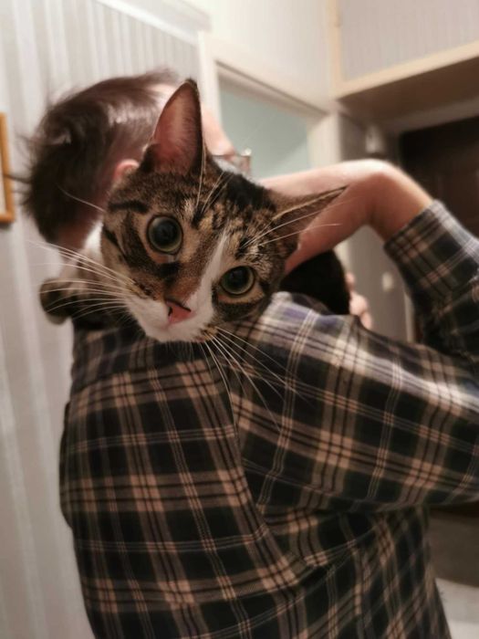 Petsitter - opieka nad psem lub kotem