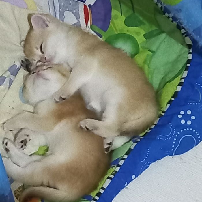 Вязка .Кот золотая шиншилла.