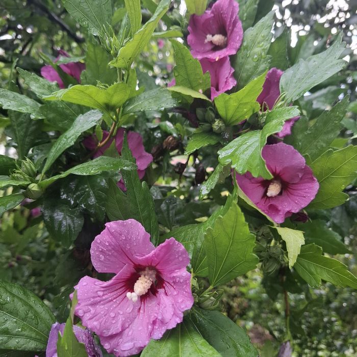 Hibiskus  ogrodowy, sadzonki.
