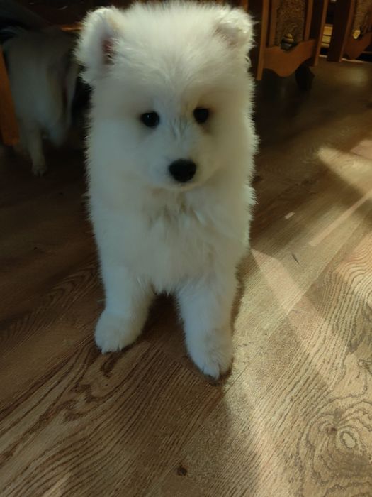 Samojed, biała kropka