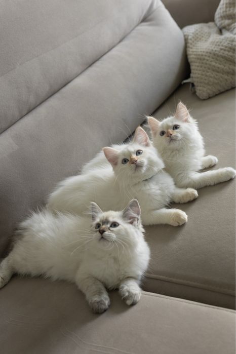 Элитные маскарадные