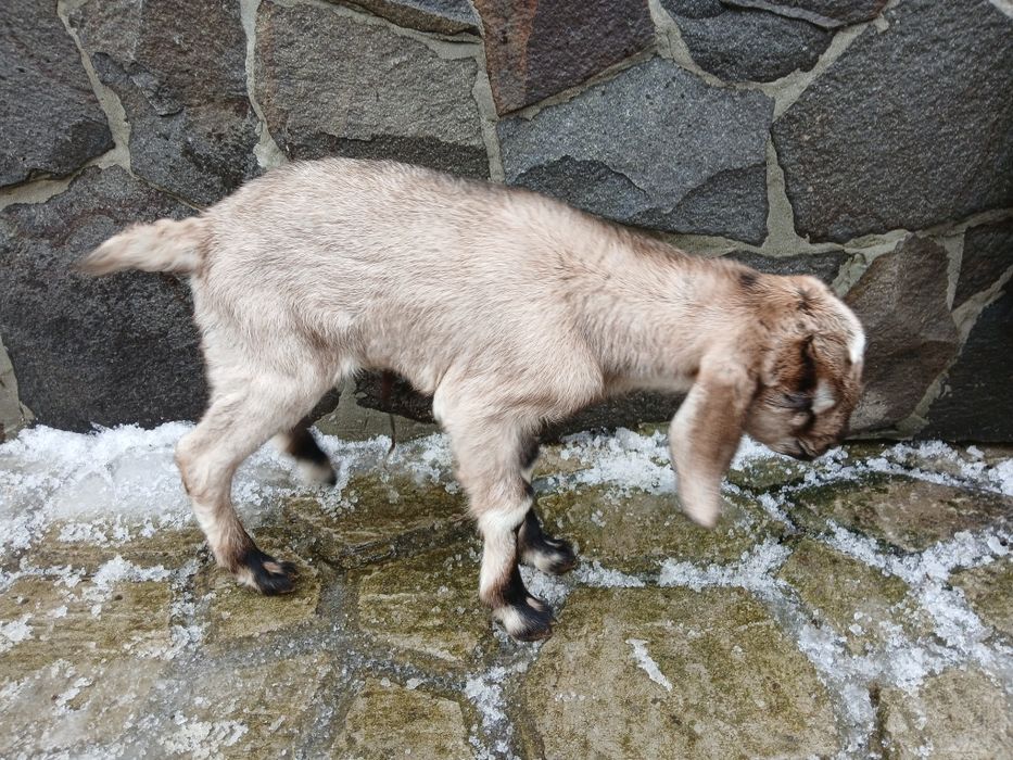 Продається цапик англо-нубійський