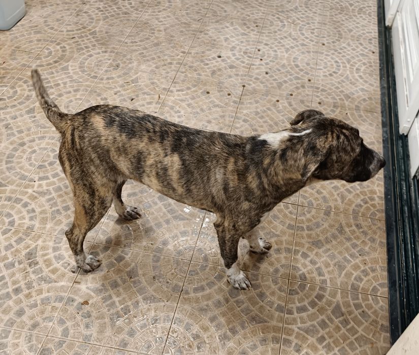 Cão ( x bull Terrier )