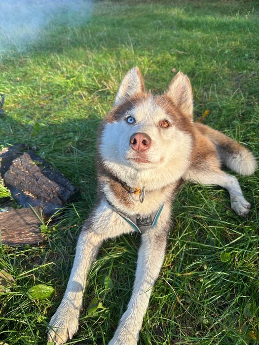 Carmel. Przepiękna ruda suka