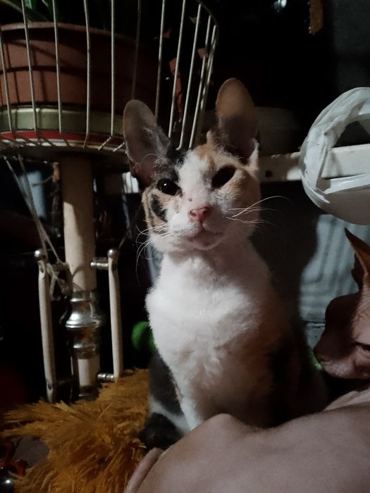 Продам котят Сфинкс