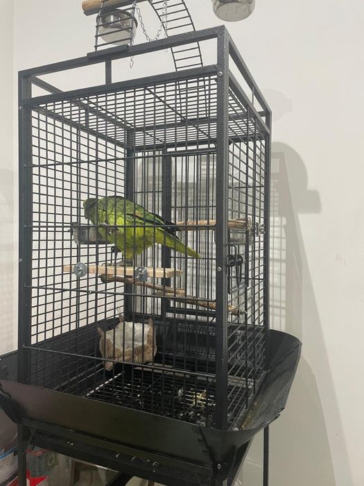 Papagaia femea com 6 meses com gaiola incluida