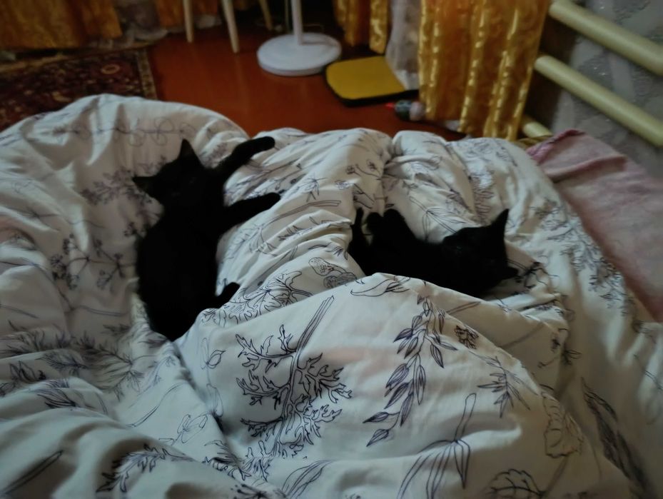 Отдаю даром хороших котят