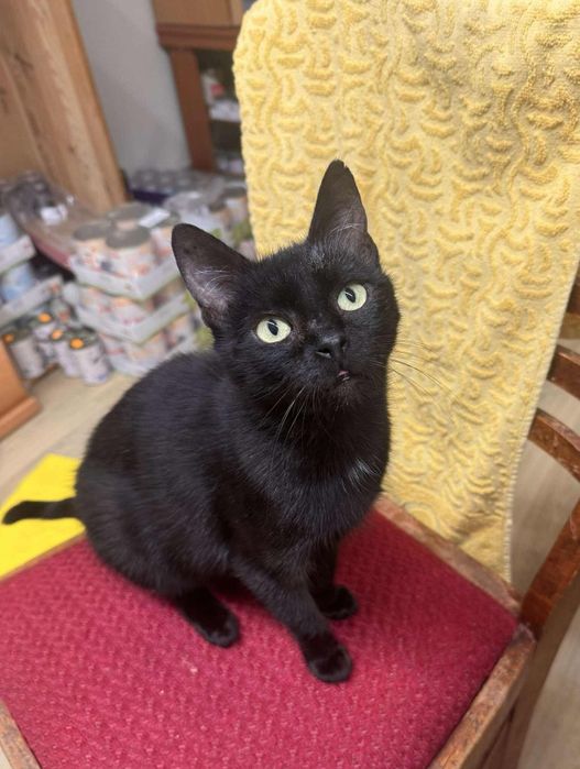 Tarta , czarna młoda kotka po sterylizacji