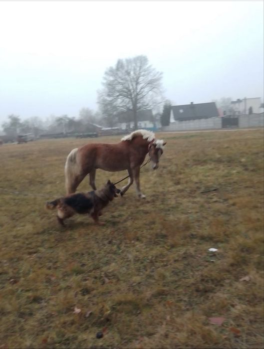 Sprzedam Klacz Śląską i ogiera Halfingera