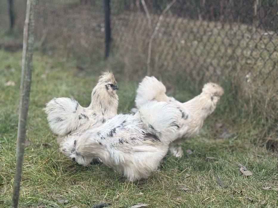 Silki jedwabiste paint kury