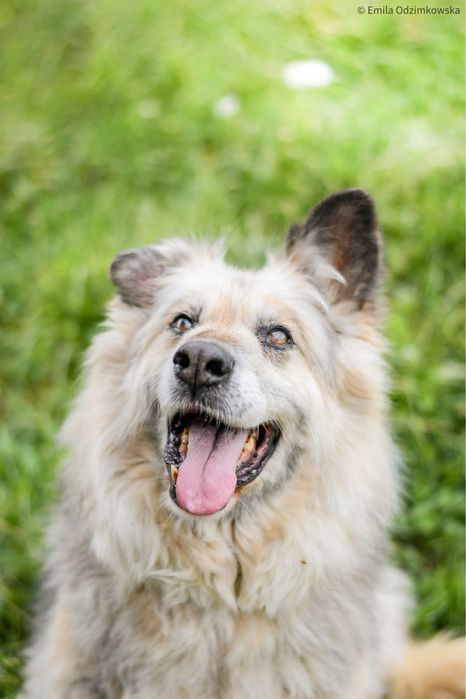Ramona-starsza cudowna towarzyska suczka do pilnej adopcji