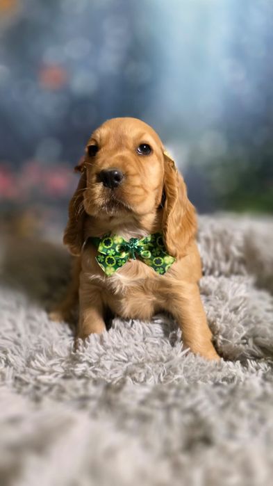 *Cocker Spaniel* piękny rudy książę bardzo dobra jakość chłopiec