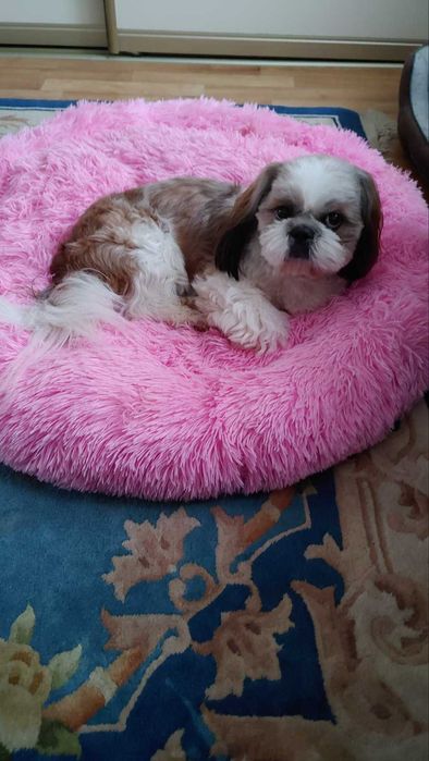 Пропала собака,шукаю собаку