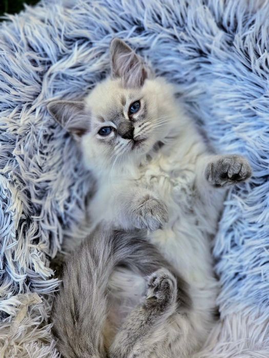 Kocięta ragdoll FPL  na lipiec