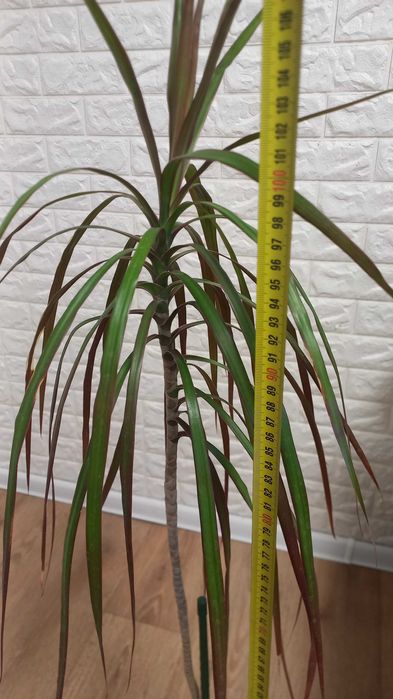 Комнатное дерево-кустарник драцена