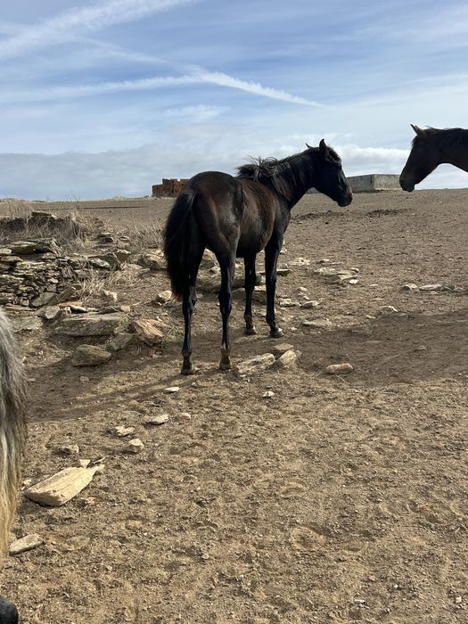 Poldros cruzados de lusitano