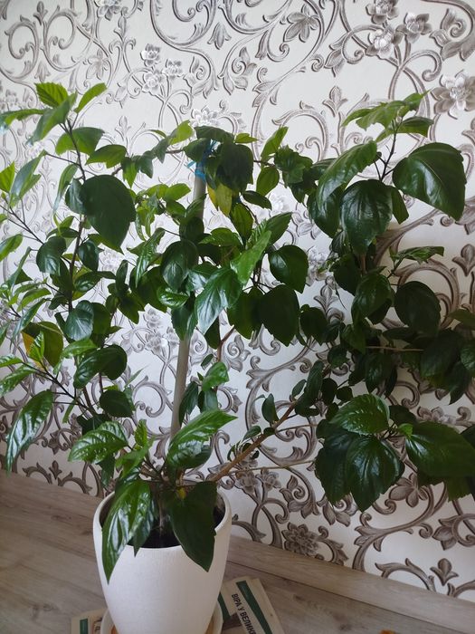 Продается гибискус