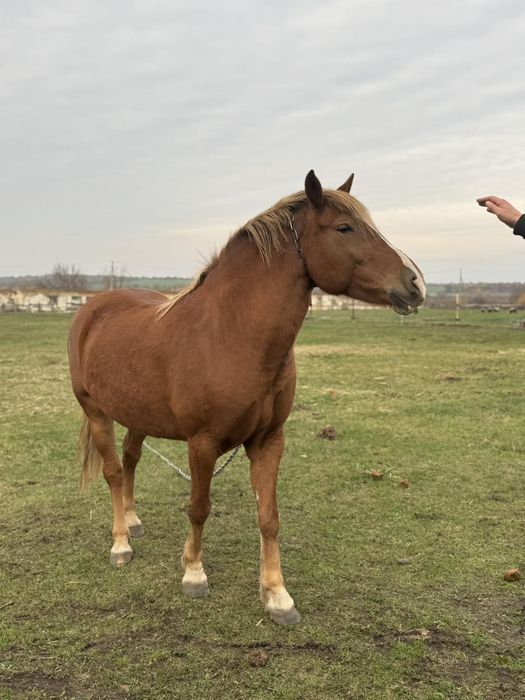 Продам робочу кобилу